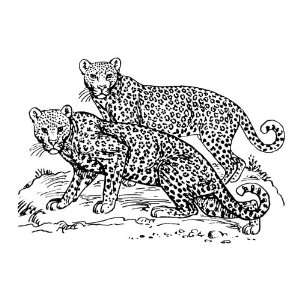   inch x 4 inch Greeting Card Line Drawing Leopard: Home & Kitchen