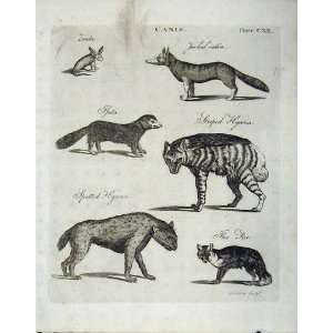   Encyclopaedia Britannica 1801 Hyena Fox Jackal Animals