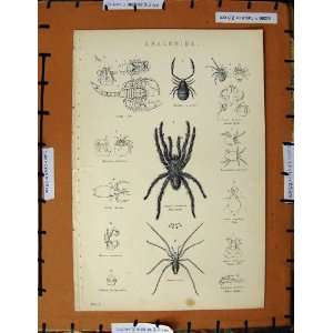   Print C1800 1870 Arachnida Spider Scorpion Tick