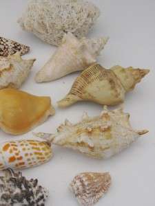 OLD COLLECTION 15 LARGE SHELLS 2 NAUTILUS SOME RARE & BEAUTIFUL 