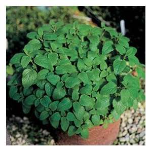  Todds Seeds   Herb   Mint, Spearmint (M. Spicta) Herb 