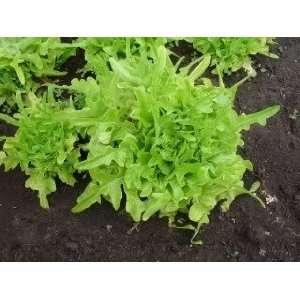  3000 OAK LEAF LETTUCE Lactuca Sativa Vegetable Seeds 