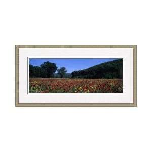  Poppies Growing In Field France Framed Giclee Print