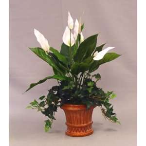  Ivy in 7 Decorative Pot   White Flower 