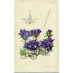  Antique 1875 Curtis Botanical Print   Wahlenbergia 