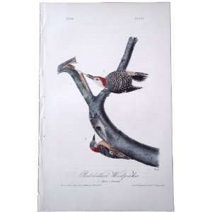 Red bellied Woodpecker   Original Audubon 1st Edition Octavo  