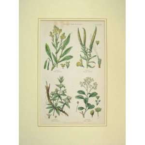   1860 Hand Coloured Print Plants Used Dyeing Woad Weld