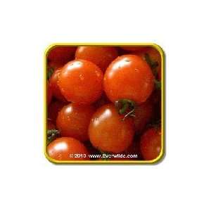  Small Red Cherry   Open Pollinated Tomato Seeds   Jumbo 