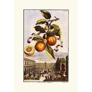  Johann Christof Volckamer   Citrus Fruit   3 Of 8