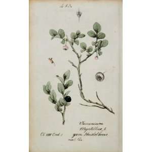   Whortleberry Botanical Print   Hand Colored Lithograph