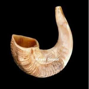  Rams Horn Kosher Authentic Shofar Natural Jewish 14 inch 