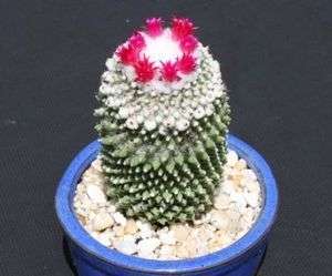   polythele inermis nudun cactus exotic flowering rare cacti plant 4