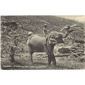  Vintage Postcard Elephant at work on New Clearing   Ceylon   Sri Lanka