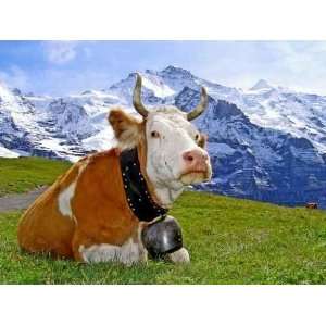  Cow in the Alps Mountains on Landscape   Peel and Stick Wall Decal 