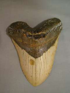 Huge 5.5 CARCHAROCLES MEGALODON Pre Historic SHARK TOOTH Antique 