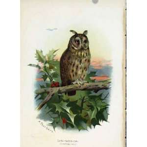   Thorburn C1883 Familiar Birds Long Eared Owl Color Art: Home & Kitchen