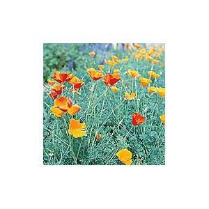  California (Orange) Poppy Patio, Lawn & Garden