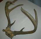 Point White Tail Deer Mount Full Neck   LOCAL PICKUP ONLY! NO 