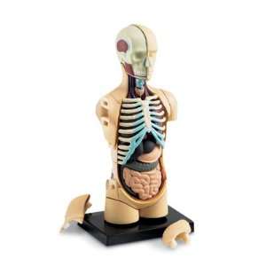  Head and Torso 4D Anatomy Model Toys & Games