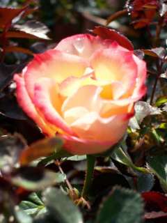 Betty Boop Pat #11,517 Rose Bush Plant Shrub Roses Now  