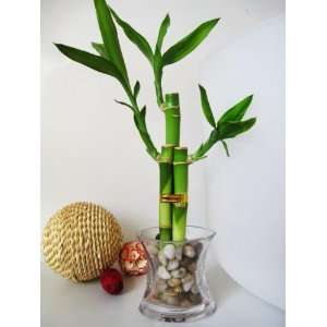 9GreenBox   Live 3 Style Lucky Bamboo Plant Arrangement with OV glass 
