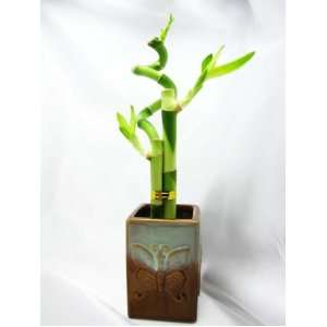 Live Spiral 3 Style Lucky Bamboo Plant Arrangement with Ceramic Vase 