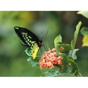  Butterfly Perched on a Flower and Sipping Nectar 