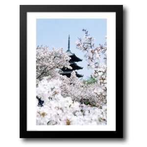  Cherry Blossom trees, Kyoto, Honshu, Japan 22x28 Framed 