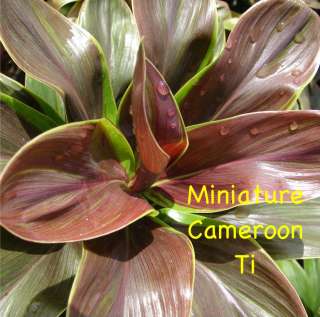 Live Ti Log DWARF Cordyline Cultivar Miniature Cameroon  