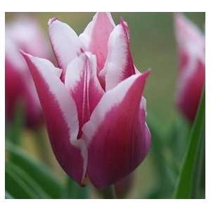  Claudia Tulip Flower Seed Pack Patio, Lawn & Garden