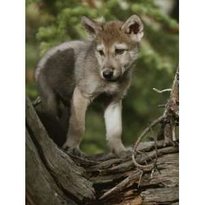 Nine Week Old Gray Wolf Pup, Canis Lupus, Explores Its World Stretched 