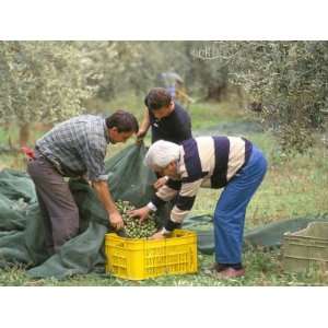  Michele Galantino Gathering Olives for Fine Extra Virgin 