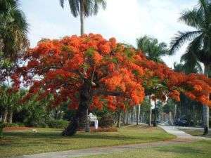 Delonix Regia Tree 10 Seeds ~ Red Royal Poinciana  