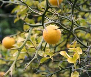   fruit with yellow skin and a very sour flavor, similar to a Sour