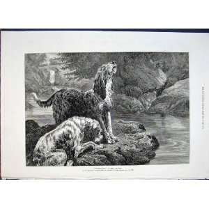 Otter Hounds Brodley Dogs Dog Fine Art 1872 Antique
