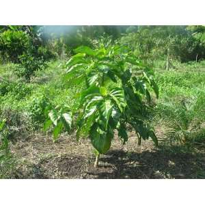   citrifolia   TROPICAL NONI FRUIT TREE 50 SEEDS Patio, Lawn & Garden