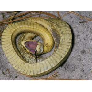 Eastern Hognose Snake, Heterodon Platyrhinos, Playing Dead or Feigning 