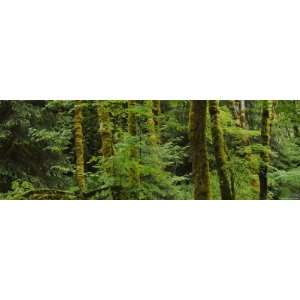  Trees in a Forest, Olympic National Park, Washington, USA 