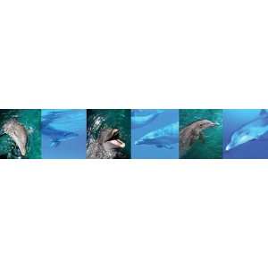  Dolphins Wall Border