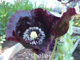 Black Night Papaver Somniferum Poppy Seeds Gigantic  