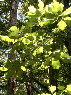   leaves (the largest simple leaves of any tree in the US) that have