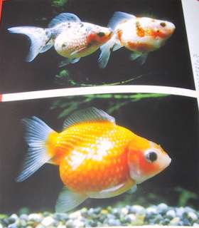 Fish Book P Fancy Japanese Goldfish Ranchu Tropical R  