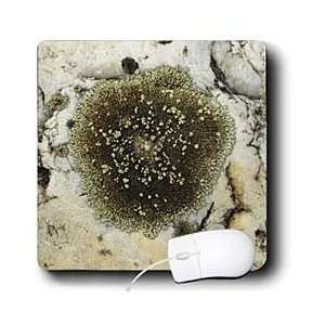   Spanish Nature   Lichens covering a stone   Mouse Pads Electronics