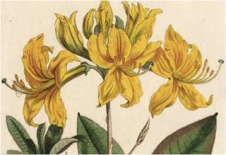 1799 Antique Curtis Botanical Print   Yellow Azalea Pontica 433  