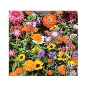  Low Grow Wildflower Seed Mix   4,000 + Seeds Patio, Lawn 