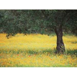 Olive Tree in Field of Wild Flowers, Near Fez, Morocco, North Africa 